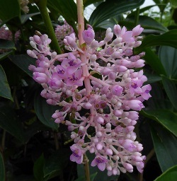 Malaysian Orchid, Malaysian Grapes, Medinilla myriantha